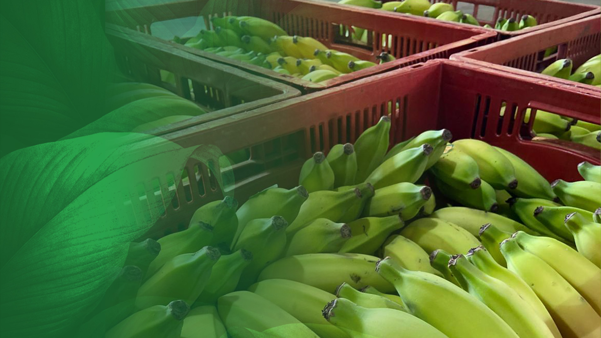 Produto em Foco: Banana Prata