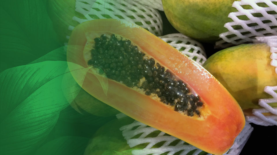 Produto em Foco: Mamão Formosa