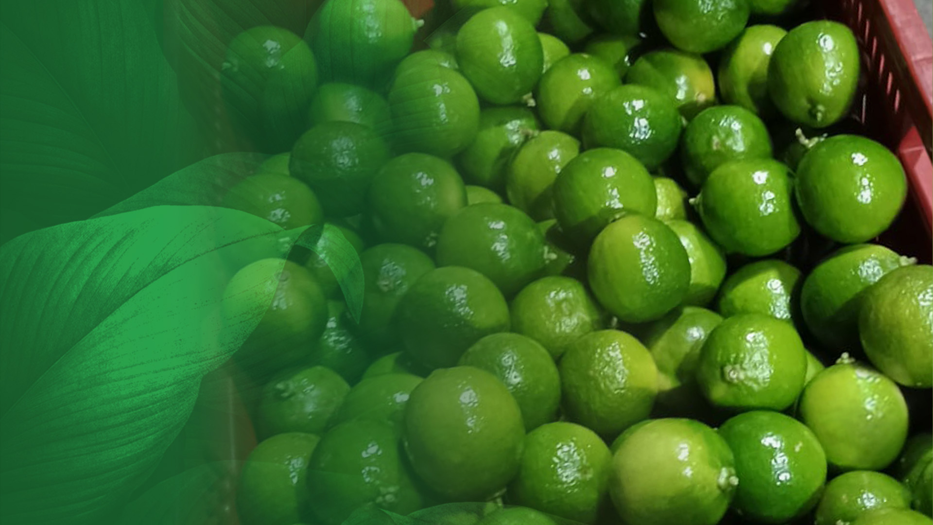 Produto em Foco - Limão Taiti