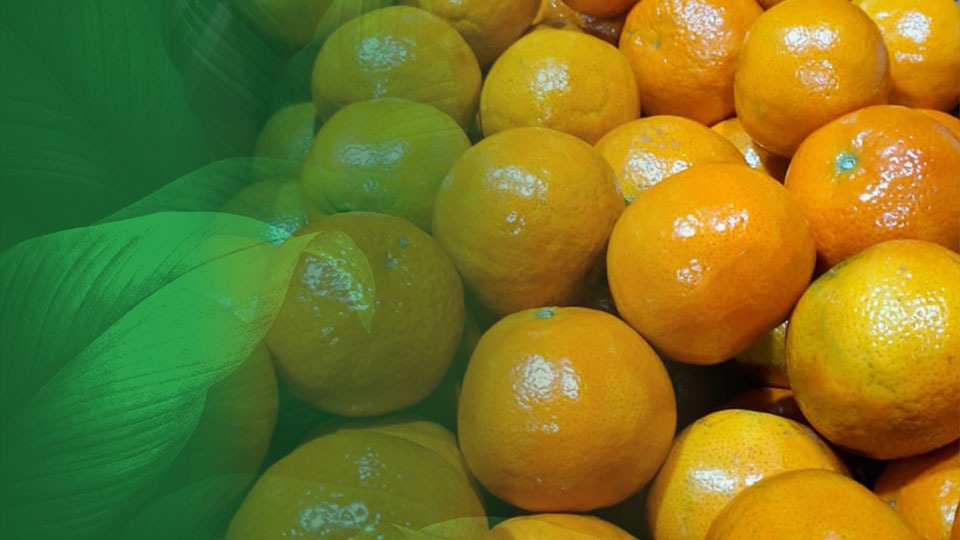 Produto em Foco - Tangerina Murcott Olé