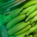 Produto em foco – Banana da Terra