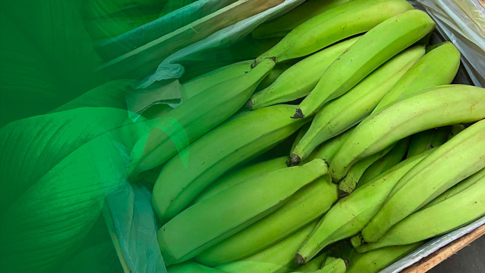 Produto em foco – Banana da Terra