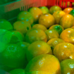 Produto em Foco: Laranja