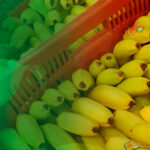 Produto em foco: Banana Nanica