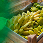 Produto em foco: Banana Ouro