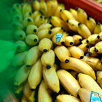 Produto em foco: Banana Maçã